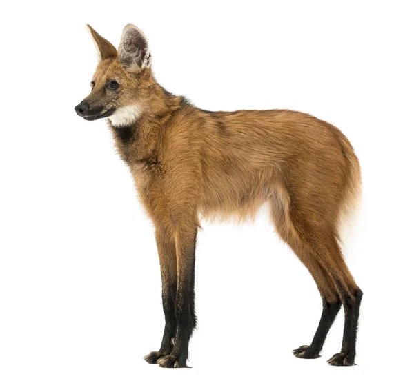 Vista lateral de um lobo guará em pé, Chrysocyon brachyurus, isola — Fotografia de Stock