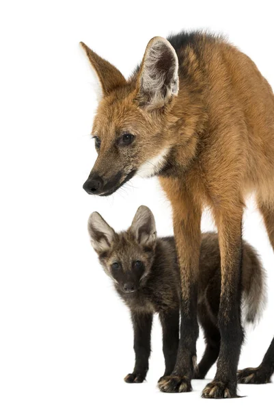 Maned Wolf moeder en baby staan, Chrysocyon brachyurus, isoleren — Stockfoto