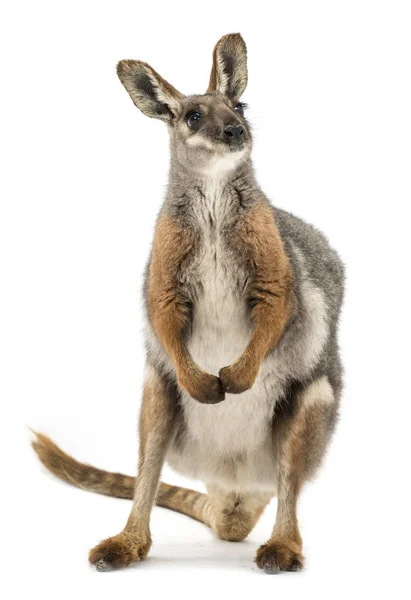 Yellow Footed Rock Wallaby Petrogale Xanthopus Isolated White — Stock Photo, Image