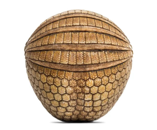 Brazilian three-banded armadillo rolled up, Tolypeutes tricinct — Stock Photo, Image