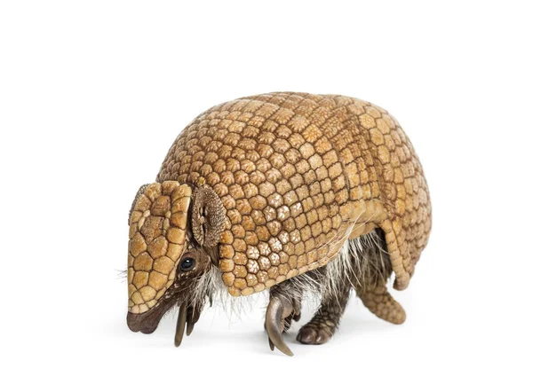 Armadillo brasileño de tres bandas, Tolypeutes tricinctus - 4 sí —  Fotos de Stock