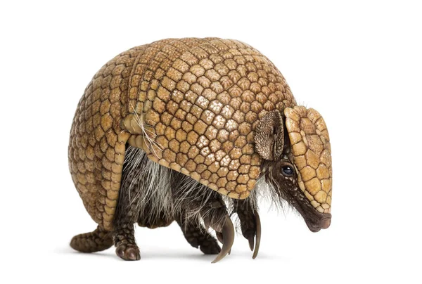 Armadillo brasiliano a tre bande, Tolypeutes tricinctus - 4 yea — Foto Stock