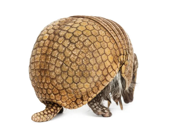 Armadillo brasiliano a tre bande, Tolypeutes tricinctus - 4 yea — Foto Stock