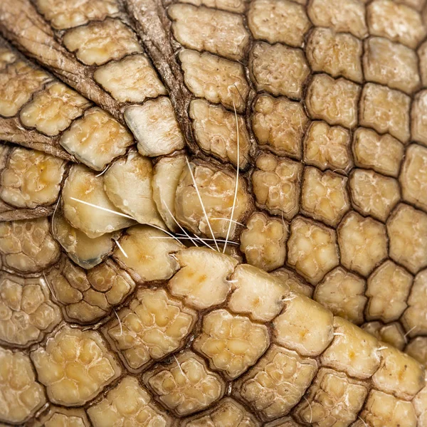 Armadillo brasileño de tres bandas, Tolypeutes tricinctus - 4 sí — Foto de Stock