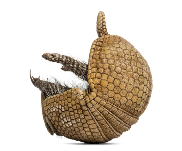 브라질 3 개의 줄무늬 Armadillo rolling, tolypeutes tricinctus — 스톡 사진