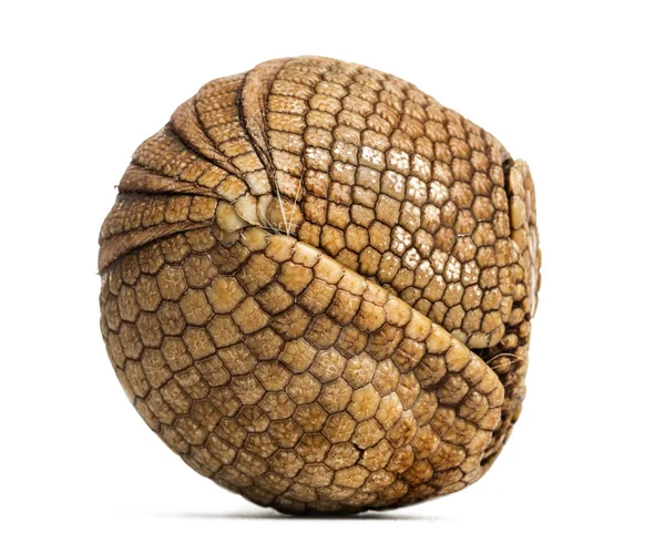 Armadillo brasileño de tres bandas enrollado, Tolypeutes tricinctu — Foto de Stock