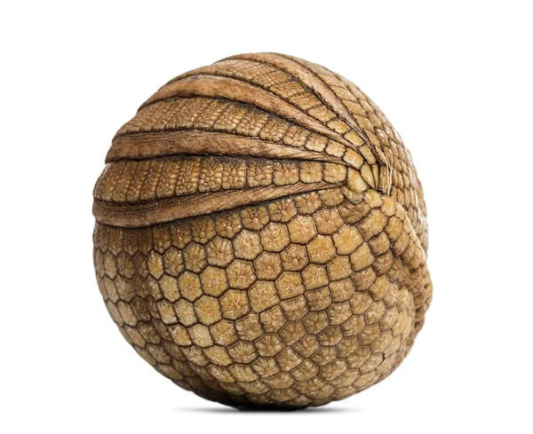 Brazilian three-banded armadillo rolled up, Tolypeutes tricinctu — Stock Photo, Image