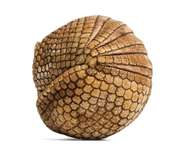 Brazilian three-banded armadillo rolled up, Tolypeutes tricinctu — Stock Photo, Image