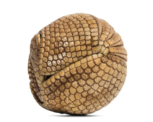 Brazilian three-banded armadillo rolled up, Tolypeutes tricinctu — Stock Photo, Image