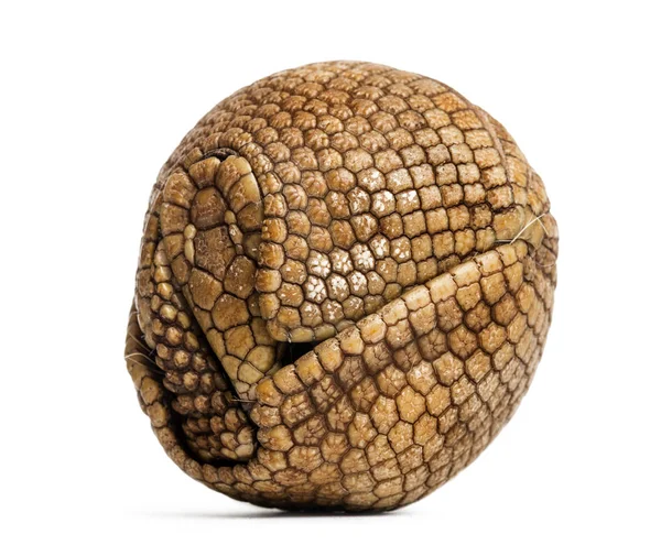 Brazilian three-banded armadillo rolled up, Tolypeutes tricinctu — Stock Photo, Image
