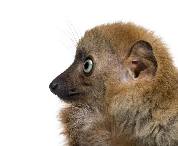 Großaufnahme eines Blauäugigen Schwarzen Lemurs (3 Monate alt)) — Stockfoto