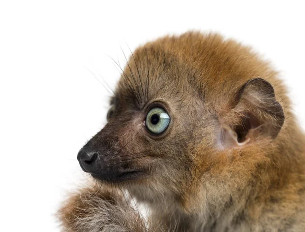 Großaufnahme eines Blauäugigen Schwarzen Lemurs (3 Monate alt)) — Stockfoto