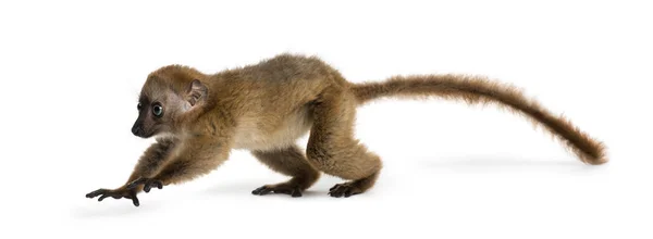 Baby Blue-eyed Black Lemur jumping (3 months old) — Stock Photo, Image