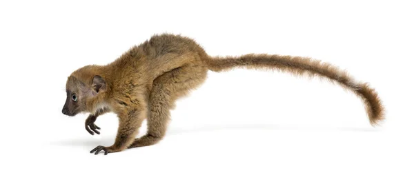 Baby Blue-eyed Black Lemur jumping (3 měsíce) — Stock fotografie