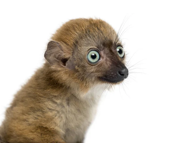 Close-up of a Baby Blue-eyed Black Lemur (3 months old) — Stock Photo, Image