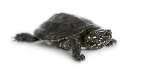 Jonge Europese vijverschildpad, Emys orbicularis, op wit — Stockfoto