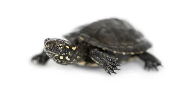 Young European pond turtle, Emys orbicularis, isloated on whiite — Stock Photo, Image