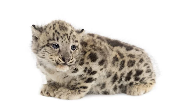 Louveteau léopard des neiges, Panthera uncia, 1,5 mois — Photo