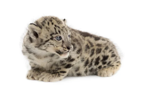 雪豹幼崽，黑豹1，5个月 — 图库照片