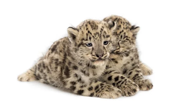 Dvě mláďata sněžného leoparda, Panthera uncia, 1,5 měsíce — Stock fotografie