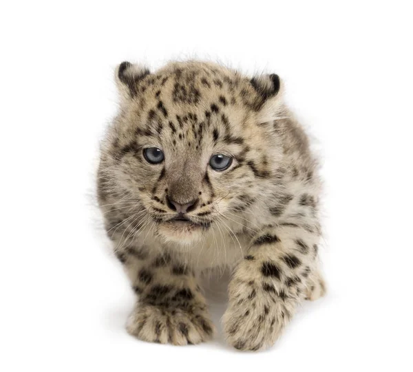 Mládě sněžného leoparda, Panthera uncia, 1,5 měsíce — Stock fotografie