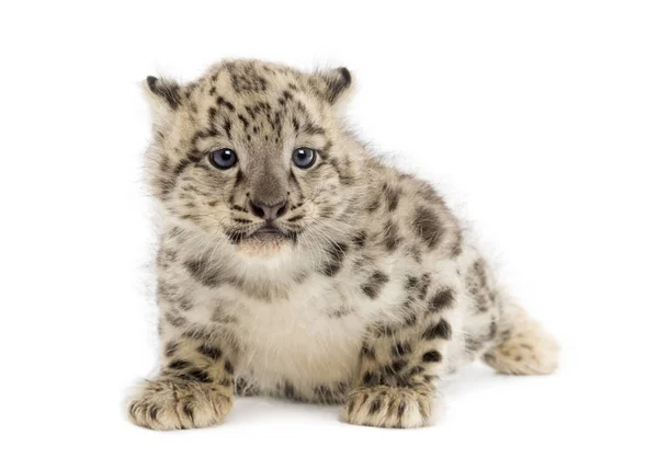 Snow Leopard cub, Panthera uncia, 1,5 mesi — Foto Stock