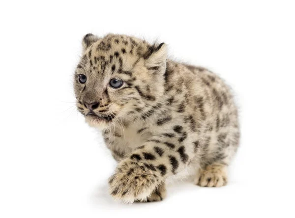 Neve Leopardo filhote, Panthera uncia, 1,5 mês — Fotografia de Stock