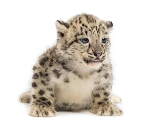 Mládě sněžného leoparda, Panthera uncia, 1,5 měsíce — Stock fotografie