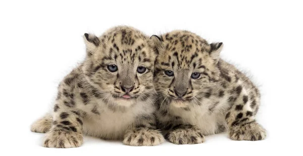 İki Kar Leoparı yavrusu, Panthera uncia, 1,5 ay. — Stok fotoğraf