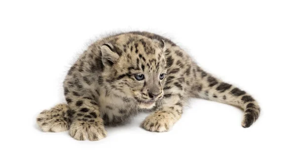 Snow Leopardの赤ちゃん, Panthera uncia, 1,5ヶ月 — ストック写真