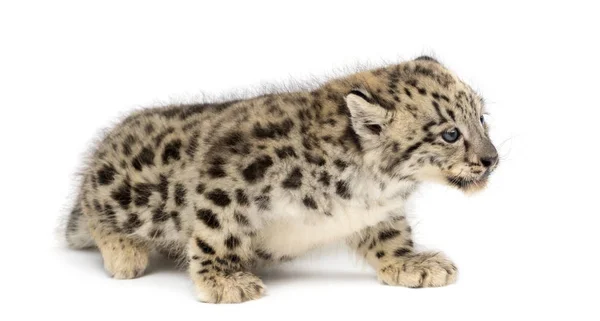 Cachorro de leopardo de nieve, Panthera uncia, 1,5 meses —  Fotos de Stock