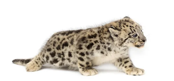Kar leoparı yavrusu, Panthera uncia, 1,5 aylık. — Stok fotoğraf
