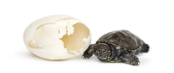 European pond turtle, Emys orbicularis, next to the egg from whi — Stock Photo, Image