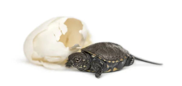 Europese vijverschildpad, Emys orbicularis, naast het ei vanwaar — Stockfoto