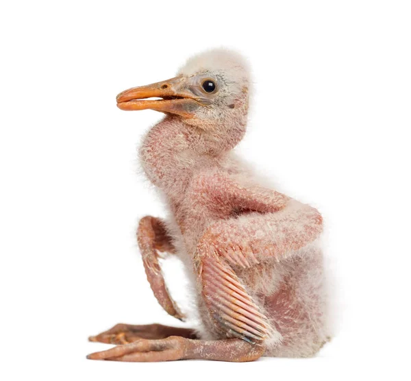 Roseate Spoonbill chick, Platalea Ajaja, 10 dagar — Stockfoto