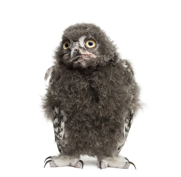Snowy owl, Bubo scandiacus, 40 days — Stock Photo, Image
