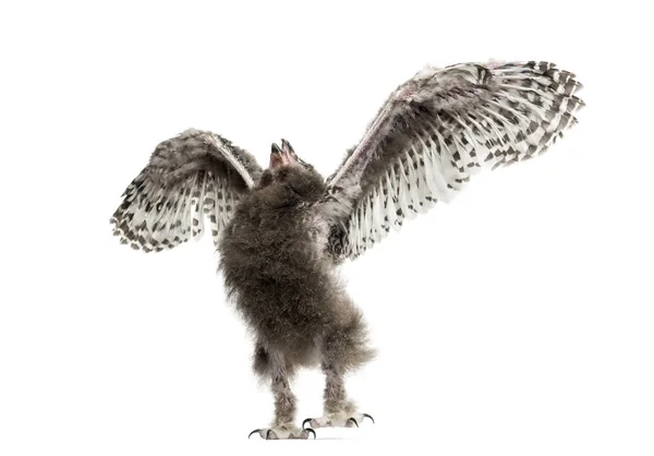Snowy owl, Bubo scandiacus, spreading its wings, 40 days — Stock Photo, Image