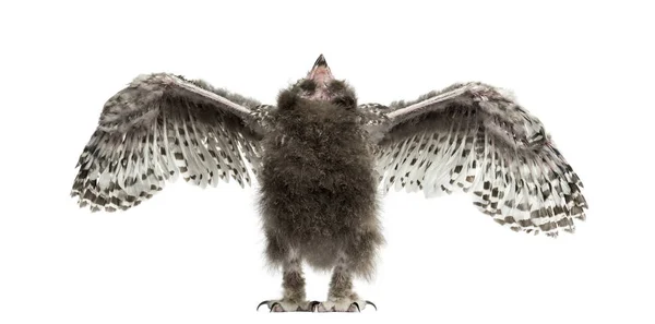 Sněžná sova, Bubo skandiacus, roztahuje křídla, 40 dní — Stock fotografie