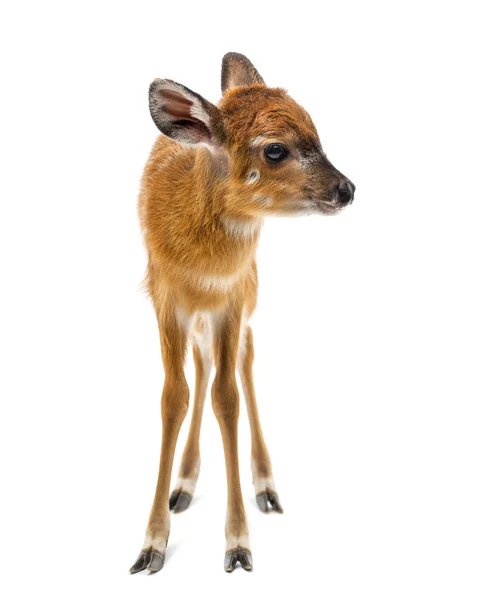 Sitatunga, Tragelaphus spekii gratus, 1 den — Stock fotografie