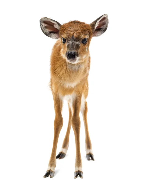 Sitatunga, Tragelaphus spekii gratus, 1 den — Stock fotografie