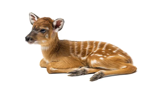 Sitatunga, Tragelaphus spekii gratus, 1 den — Stock fotografie