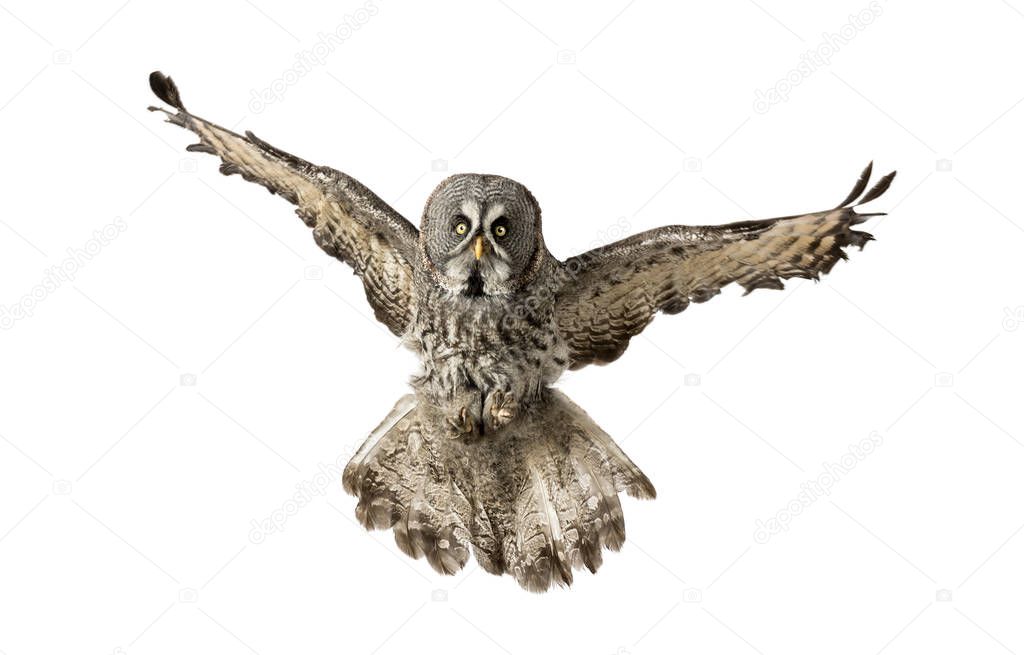 Front view of a Great Gray Owl flying, Strix nebulosa, isolated 