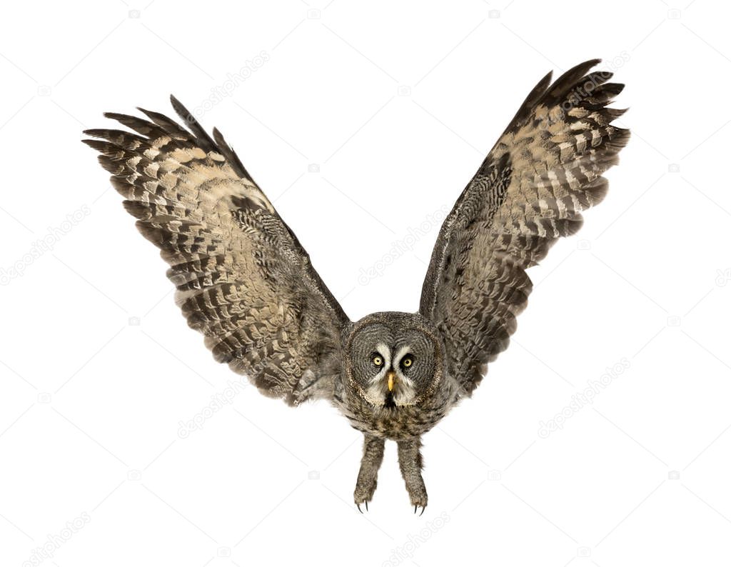 Front view of a Great Gray Owl flying, Strix nebulosa, isolated 