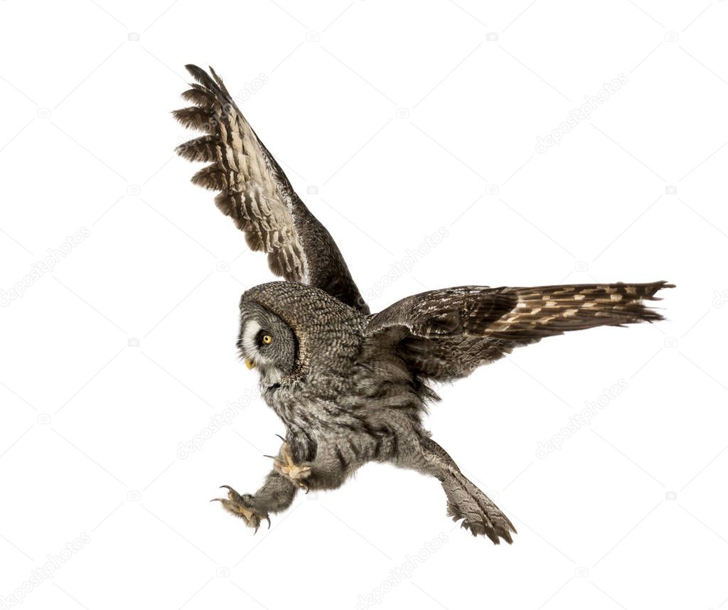 Great Gray Owl in attack position, Strix nebulosa, isolated on w