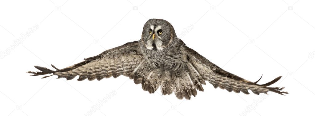 Side view of a Great Gray Owl flying, Strix nebulosa, isolated o