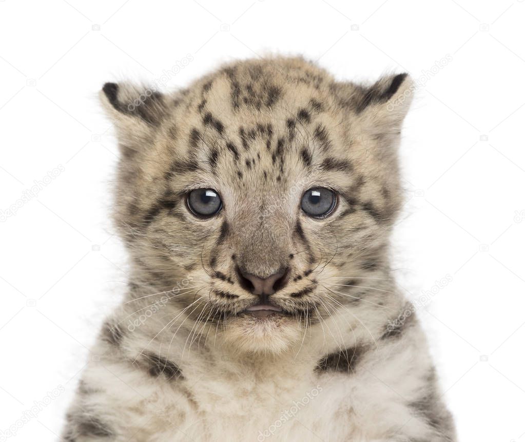 Snow Leopard cub, Panthera uncia, 1,5 month