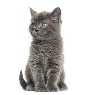 Grey kitten British Shorthair sitting, 7 weeks old, isolated on white