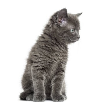 Grey kitten British Shorthair sitting, 7 weeks old, isolated on white