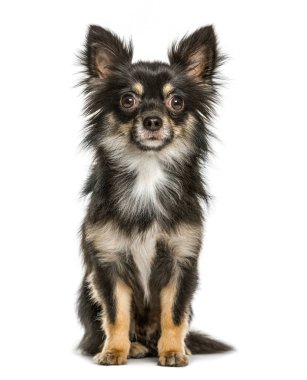 otururken, chihuahua üzerinde beyaz izole
