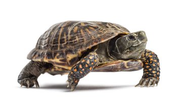 Ortak kutu turtle, üzerinde beyaz izole